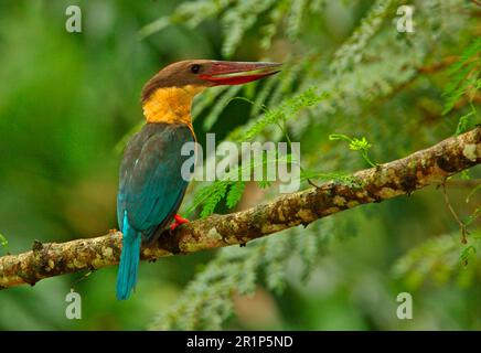 Herbstschnabelfischer (Pelargopsis capensis) Herbstschnabelfischer, Königsfischer, Königsfischer, Tiere, Vögel, Kingfisher mit Storch, Erwachsener, mit Stockfoto