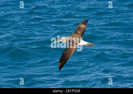 Southern Buller's Albatross (Thalassarche bulleri bulleri), Erwachsener, im Flug über das Meer, Kaikoura, Südinsel, Neuseeland Stockfoto