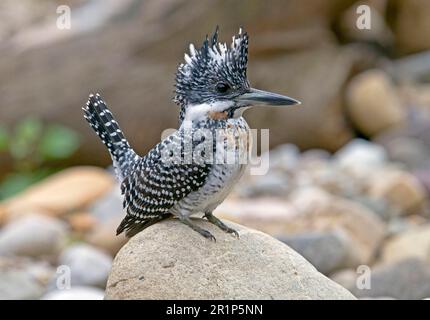 Kammfischer (Megaceryle Lugubris), Königsfischer, Königsfischer, Tiere, Vögel, Crested Kingfisher Erwachsener, hoch oben auf Felsen, Nordindien Stockfoto