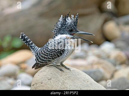 Kammfischer (Megaceryle Lugubris), Königsfischer, Königsfischer, Tiere, Vögel, Crested Kingfisher, Erwachsener, ruft, hoch oben auf dem Felsen, Nordindien Stockfoto