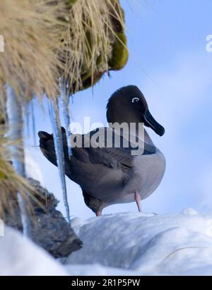 Helle Mantelkeule Sooty Albatross (Diomedea palpebrata), Erwachsener, Paarung auf schneebedeckten Nestvorsprung, Gold Harbour, Südgeorgien Stockfoto