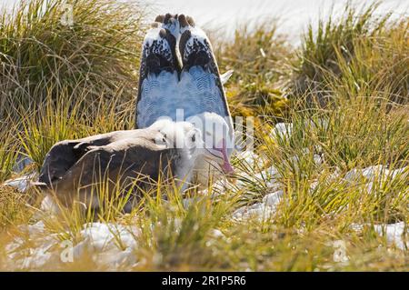 Wandernde Albatros (Diomedea exulans) ausgewachsener Wiederkäuer, der zehn Monate alte Küken füttert, Prion Island, Bay of Isles, Südgeorgien Stockfoto