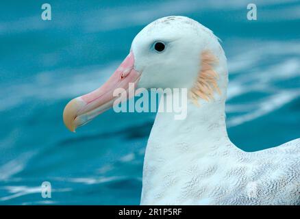 Wandernde Albatros (Diomedea exulans) Erwachsene, Nahaufnahme des Kopfes, Schwimmen im Meer, Kaikoura, Südinsel, Neuseeland Stockfoto