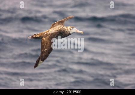 Wandernde Albatros (Diomedea exulans) unreif, im Flug über das Meer, Drake Passage, Antarktis Stockfoto