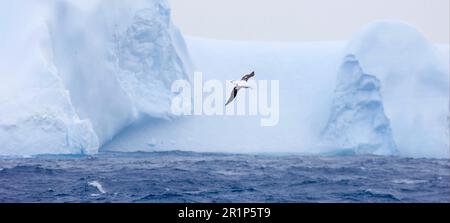 Wandering Albatross (Diomedea exulans), Erwachsener, im Flug über das Meer in der Nähe eines Eisbergs, südlicher Ozean, vor Südgeorgien Stockfoto