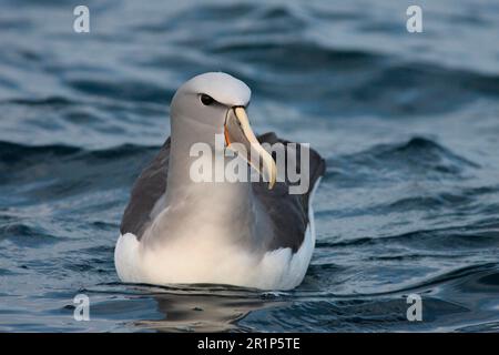 salvins Albatros (Thalassarche salvini), Schwimmen im Meer, Kaikoura, Neuseeland Stockfoto