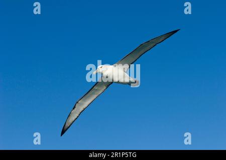 Steadi, Shy Albatross (Thalassarche cauta), Weißkappen-Albatrosse, Albatross, Tubus, Tiere, Vögel, Neuseeland Shy Albatross (Thalassarche Stockfoto