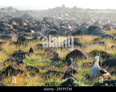 Geschwungener Albatros (Diomedea irrorata), Erwachsener, sitzt auf einem Nest, in einem felsigen Lebensraum, Espanola Insel, Galapagosinseln Stockfoto