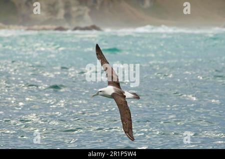 Neuseeland scheuen Albatros (Thalassarche steadi), Erwachsener, auf Flug über das Meer, Kaikoura, Südinsel, Neuseeland Stockfoto