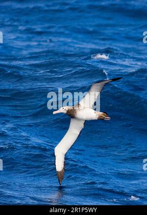 Antipoden-Albatros (Diomedea antipodensis) unreif, tief über dem Meer, Südmeer, zwischen Falklandinseln und Südgeorgien Stockfoto