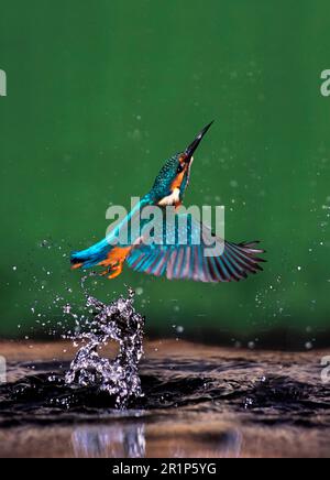 Kingfisher, gewöhnliche Königsfischer (Alcedo atthis), Tiere, Vögel, gemeiner Kingfisher männlich, der nach dem Tauchen aus dem Wasser auftaucht Stockfoto