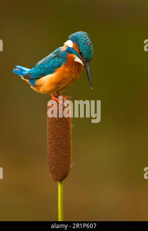 Gemeiner Königsfischer (Alcedo atthis), unreife Frau, auf einem Schilf sitzend, Worcestershire, England, Vereinigtes Königreich Stockfoto