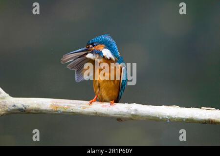 Kingfisher, Gemeine Königsfischer (Alcedo atthis), Tiere, Vögel, Gemeine Königsfische, männlich, Zwergfedern, Suffolk, England, Vereinigtes Königreich Stockfoto