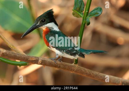 Amazonas Kingfisher (Chloroceryle amazona), männlich, hoch oben auf dem Zweig, Cuiaba River, Mato Grosso, Brasilien Stockfoto