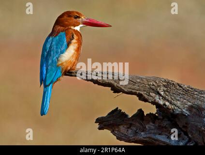 Weißer Kingfisher (Halcyon smyrnensis), Erwachsener, sitzt auf einem Baumstamm, Nordindien Stockfoto