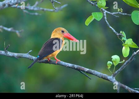 Halcyon amauropterus, Pelargopsis amauropterus, Königsfischer mit Braunflügel (Pelargopsis amauroptera), Königsfischer mit Braunflügel, Königsfischer, Königsfischer Stockfoto