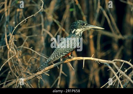 Riesenkönigsfischer (Megaceryle maxima), Erwachsener, sitzt auf einem Ast, Botswana Stockfoto