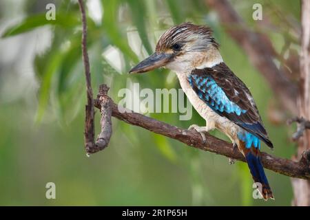 Blauflügeliger Kookaburra (Dacelo leachii), Kingfisher, Königsfischer, Tiere, Vögel, Blauflügeliger, blauflügeliger Kookaburra, männlicher Erwachsener, hoch oben im Norden Stockfoto