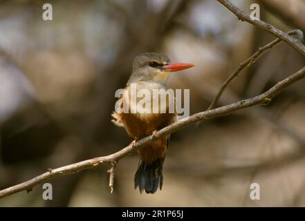 Grauköpfchen-Eisfischer (Halcyon leucocephala), Königsfischer, Königsfischer, Tiere, Vögel, Grauköpfiger Kingfisher Kenya Stockfoto