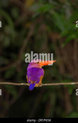 Ruddy ruddy Königsfischer (Halcyon coromanda), Erwachsener, schläft auf einem Zweig im Regenwald, malaysischer Borneo, Borneo, Malaysia Stockfoto