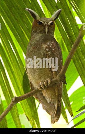 Kammeule, Kammeule (Lophostrix cristata), Kammeule, Eulen, Tiere, Vögel, Eulen, Crested Owl, Erwachsener, bei Tageslicht, Igapo Stockfoto