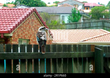 Lachende lachende kookaburra (Dacelo novaeguineae) auf einem Gartenzaun am Stadtrand, Südost-Queensland, Australien Stockfoto