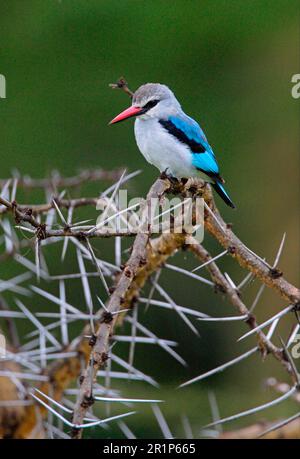 Senegal Kingfisher, Senegalese Duck, Kingfisher, Kingfishers, Animals, Vögel, Woodland Kingfisher (Halcyon senegalensis senegalensis), ausgewachsen, aufrecht stehend Stockfoto