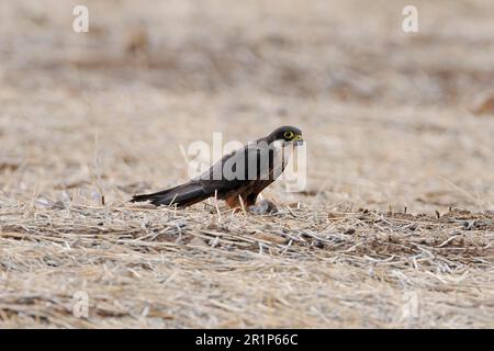 Eleonoras Falke (Falco eleonorae), blasser Morph, Erwachsener, Fütterung von eurasischer Scopeeule (Otus scops) Beute, Lemnos, Griechenland Stockfoto