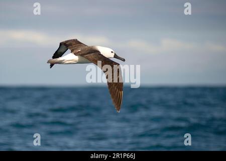 atlantik-Gelbnasen-Albatros (Thalassarche chlororhynchos), jugendlich, in Überseeflug, vor St. Johns Harbour, „Wild Coast“, Östlich Stockfoto