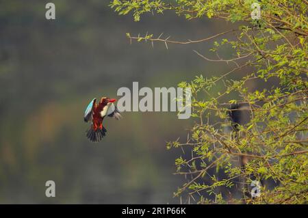 Weißkehlfischer (Halcyon smyrnensis), Erwachsener, im Flug, Landung im Baum, Keoladeo Ghana N. P. (Bharatpur), Rajasthan, Indien Stockfoto