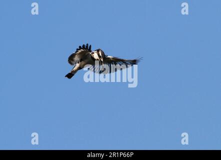 Alcedo rudis, Grey Kingfisher, Kingfisher, Tiere, Vögel, Rattenfischer schwebt über dem Wasser Stockfoto