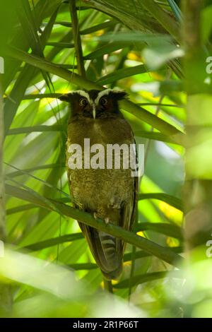 Kammeule, Kammeule (Lophostrix cristata), Eulen, Tiere, Vögel, Eulen, Kammeule ausgewachsen, hoch oben im Baum, Costa Rica Stockfoto