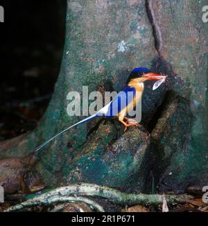 Buff-Breasted Paradise King Fisher (Tanysiptera sylvia), Paradise Duck, Kingfisher, Kingfishers, Animals, Vögel, Weißschwanzkönigsmännchen Stockfoto