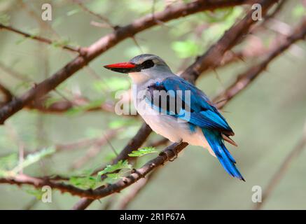 Senegal Kingfisher, Waldkönigsfischer (Halcyon senegalensis), Kingfisher, Königsfischer, Tiere, Vögel, Woodland Kingfisher Erwachsener, hoch oben im Baum Stockfoto