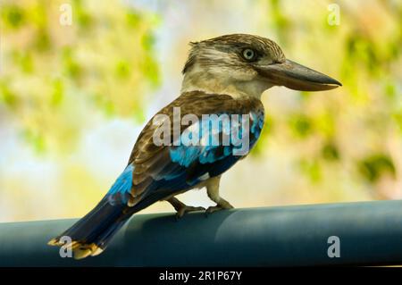 Blauflügeliger Kookaburra (Dacelo leachii), männlicher Erwachsener, marodiert in einem Freiluftrestaurant, Katherine N. P. Northern Territory, Australien Stockfoto