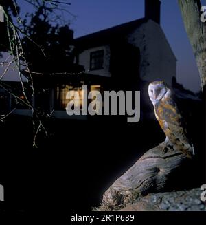 Scheuneneule, gewöhnliche Scheuneneule (Tyto alba), Eulen, Tiere, Vögel, Scheuneneule, die nachts auf einem Ast eines toten Baumes sitzt Stockfoto