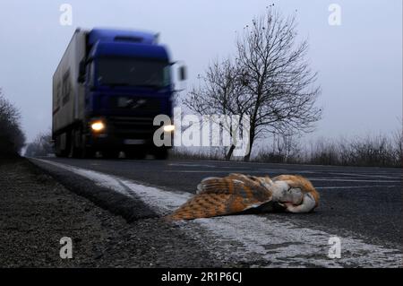Scheuneneule (Tyto alba) tot, auf der Straße getötet, mit sich näherndem Truck, Bulgarien Stockfoto