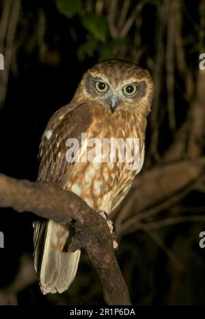 Kuckucksuhr, südliche Boobooks (Ninox Boobook), Buscheule, Eulen, Tiere, Vögel, Eulen, Southern Boobook Owl Erwachsener, Australien Stockfoto