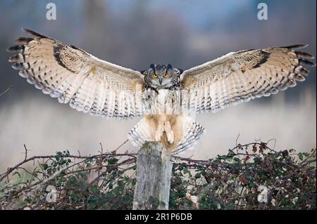 Eulen, Eulen, Tiere, Vögel, Eurasische Adlereule, Erwachsener, im Flug, Landung auf der Post, Gloucestershire, England Stockfoto