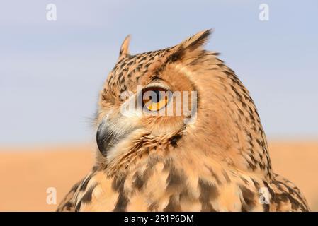 Pharao Eagle-Owl (Bubo ascalaphus), Erwachsener, Nahaufnahme des Kopfes, Dubai Desert Conservation Reserve, Al Maha, Dubai, Vereinigte Arabische Emirate Stockfoto