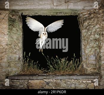 Scheuneneule, Scheuneneule (Tyto alba), Eulen, Tiere, Vögel, Scheuneneule, männlicher Erwachsener im Flug, in Steinscheune Stockfoto