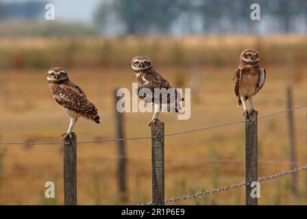 Eiche (Speotyto cunicularia), drei Erwachsene, auf Zaunpfählen im Pampas Habitat, Provinz Buenos Aires, Argentinien Stockfoto