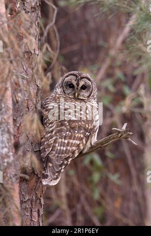 Gezerrte Eule (Strix varia), ausgewachsen, hoch oben auf einem Nadelzweig in Dickicht (U.) S. A. Stockfoto