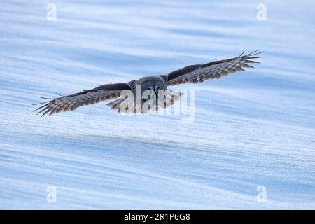 Großkeule (Strix nebulosa), weibliche Erwachsene, im Flug, Jagd in der Dämmerung über schneebedecktem Freifeld, finnisches Lappland, Finnland Stockfoto