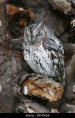 Afrikanische Schöpfkeule (Otus senegalensis) Eulen, Tiere, Vögel, Scopheule, ausgewachsen, auf totem Ast von Bäumen, Südafrika Stockfoto