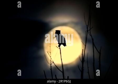 Großhornkeule (Bubo virginianus), Erwachsener, Hintergrundbeleuchtung gegen den Mond bei Nacht (U.) S. A. Stockfoto