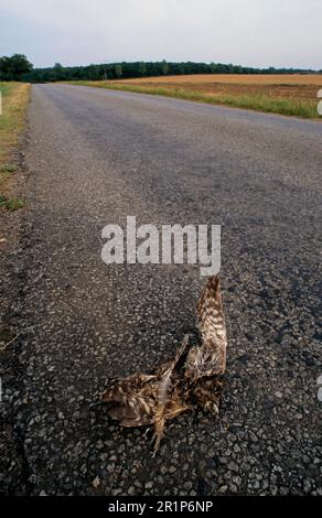 Little Little Eulen (Athene noctua) tot, Unfallopfer auf einer kleinen Landstraße in der Nähe von Wragby, Lincolnshire, England, Großbritannien Stockfoto