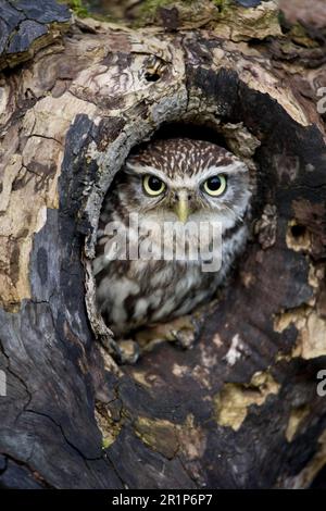 Little Owl (Athene noctua), Erwachsener, mit Blick aus einem Loch in einem Baum, Gloucestershire, England, Februar (in Gefangenschaft) Stockfoto