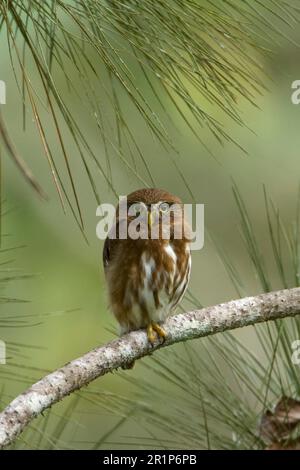 Brasilianische Zwergeule, brasilianische Zwergeule, eiserne Zwergeule (Glaucidium brasilianum), Tiere, Vögel, Eulen, eiserne Zwergeule, Erwachsener, Hoch oben Stockfoto