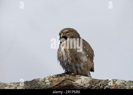 Brasilianische Pygmäen-Eule, brasilianische Pygmäen-Eule, eiserne Zwergkeule (Glaucidium brasilianum), Tiere, Vögel, Eulen, eiserne Zwergkeule hoch oben Stockfoto